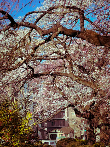 istock Cherry blossoms blooming in the city 1310666876