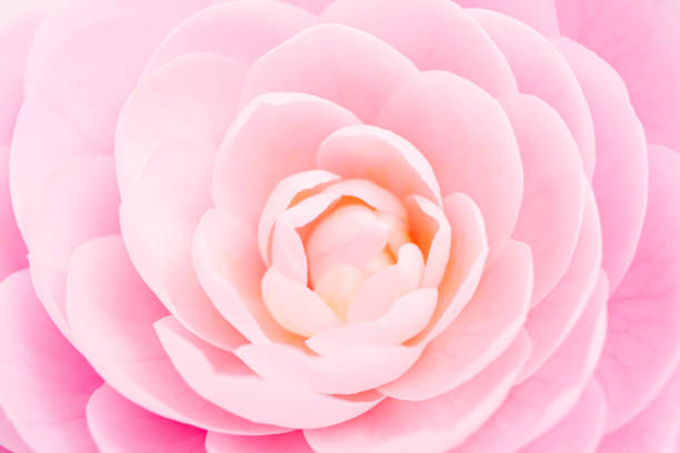 istock Camellia. Pink flower close-up. 1310666884
