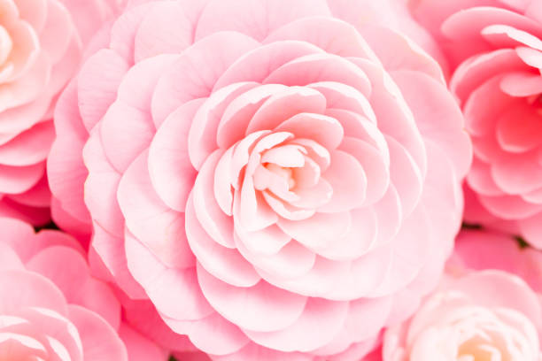 three pink camellia on white background