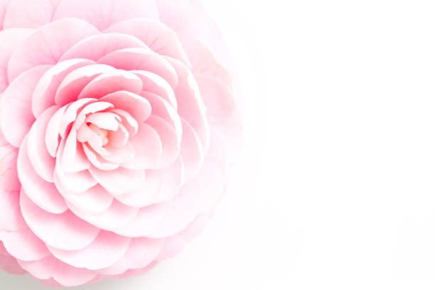 Flower, camellia, pink, up, close-up
