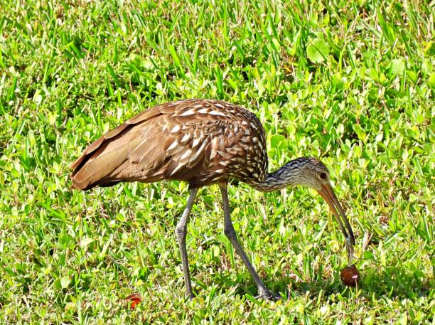 istock Limpkin (Aramus guarauna) eating an apple snail in the grass 1310666978