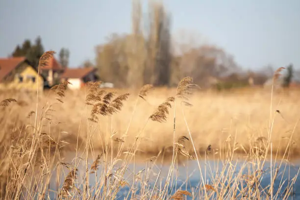 Picture of common reed in a lake of Europe. Phragmites is a genus of four species of large perennial reed grasses found in wetlands throughout temperate and tropical regions of the world.