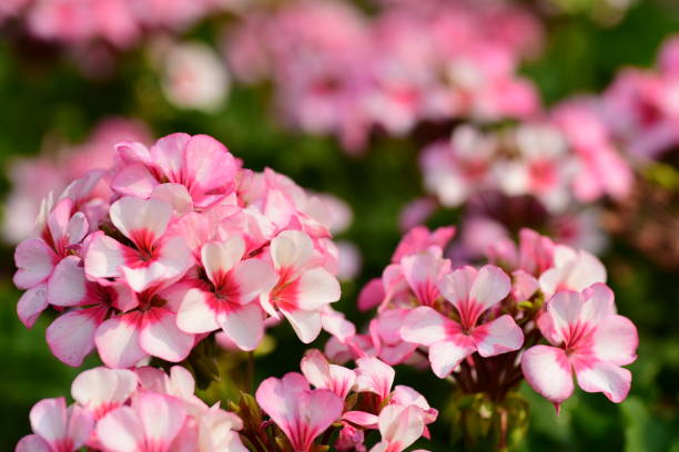 istock Beautiful pink geranium flower blossom in a garden 1310668562