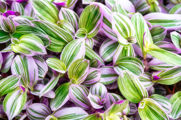 紫と緑の色でスパイダーワート植物のパターン - tradescantia epidermis ストックフォトと画像