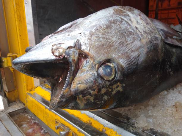 The Atlantic bluefin tuna fish close-up view