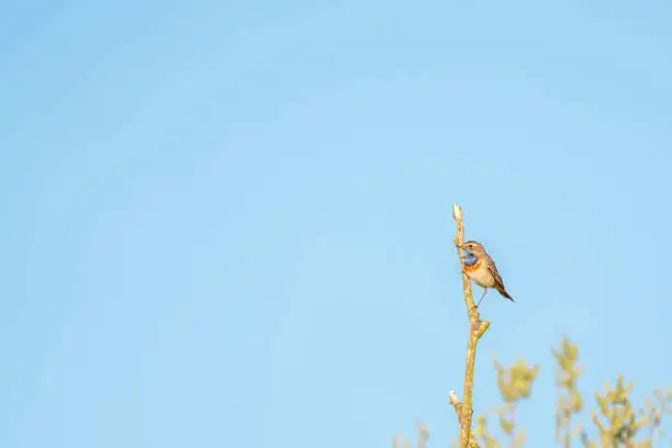 A Beautiful Bluethroat is singing exuberantly on a branch