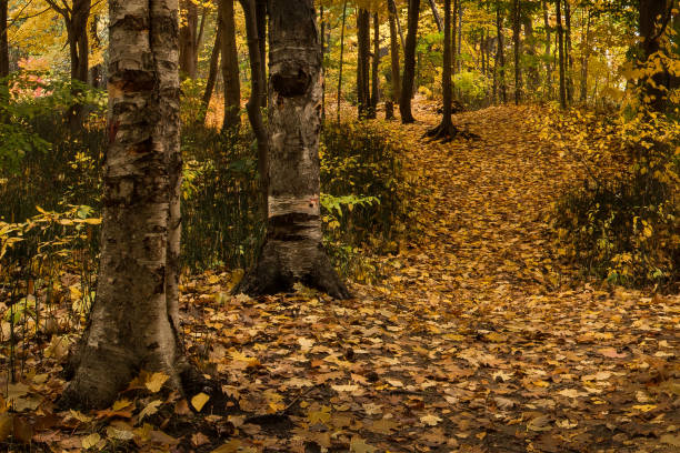 A beautiful woodland forest floor is cluttered with warm colorful orange and yellow Maple leaves along a hiking footpath flanked on the left side by two old Birch trees with tattered Birch bark