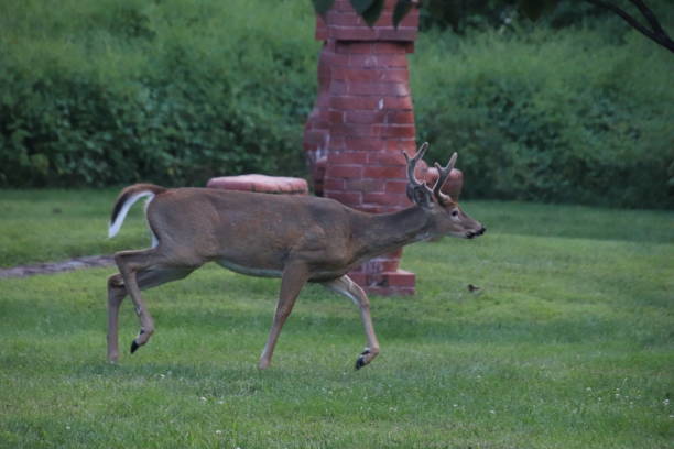 istock Haverstraw 911 park male deer running 1310676930