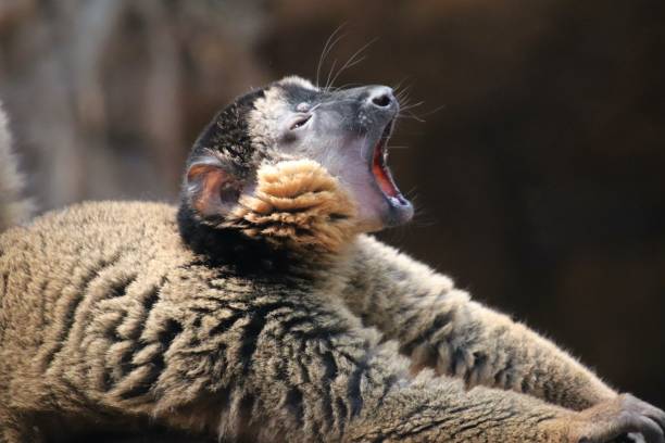 Lemus yawning and stretching out