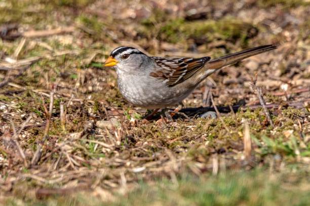istock White-crowned Sparrow, Surrey, BC, Canada 1310677661