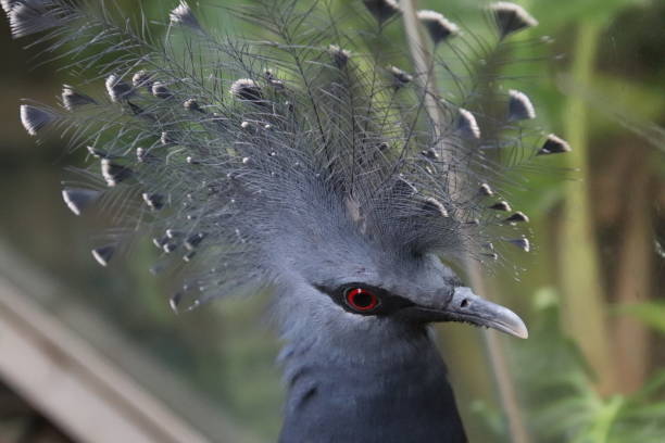istock Red eyed blue gray bird with headress 1310678484