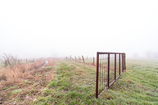 On a misty morning in the spring with a gate to a pasture