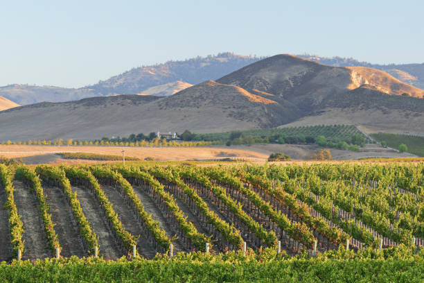 istock Vineyard Landscape - Autumn 1310679857