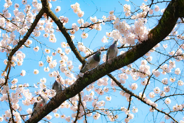 istock Cherry branches, flowers and buds in spring 1310680565
