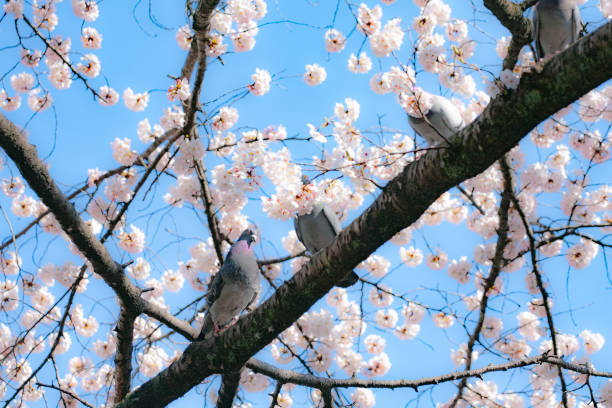istock Cherry branches, flowers and buds in spring 1310681457