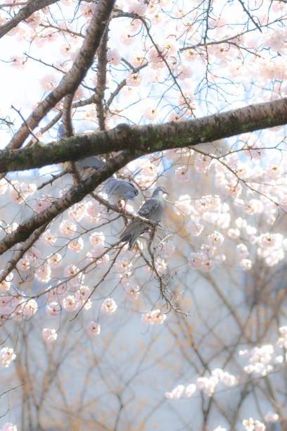istock Cherry branches, flowers and buds in spring 1310682226