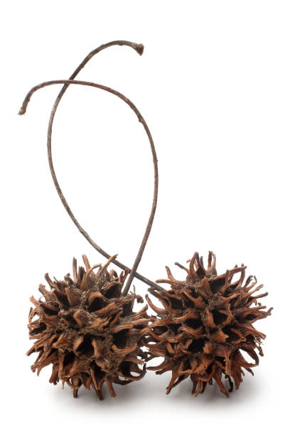 Fruits with seeds of Liquidambar on white background