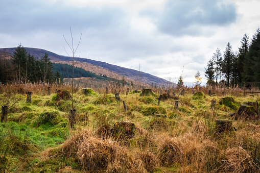 Regeneration of a former deforested and clear felled sitka spruce conifer plantation in the Galloway Forest Park, Scotland