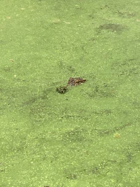 istock Gator in the Mossy Green Water 1310684819