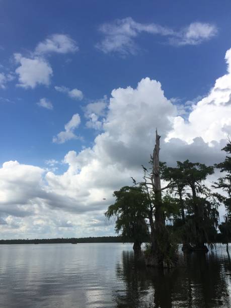 istock Giant Trees in the Swamp Water 1310684828