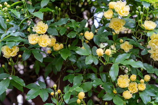 Rosa Banksiae of flowers began to bloom