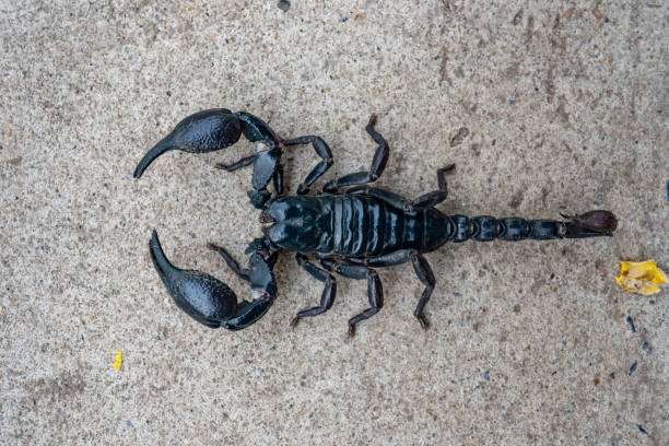 istock Scropion insect on ground background 1310687056