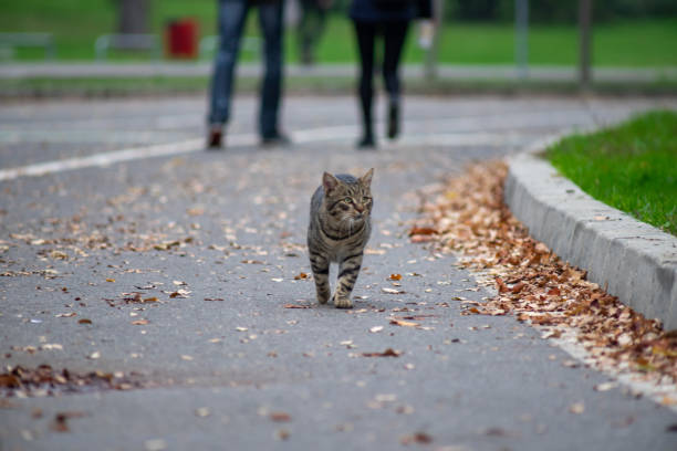 istock Cat walking on the street 1310687904