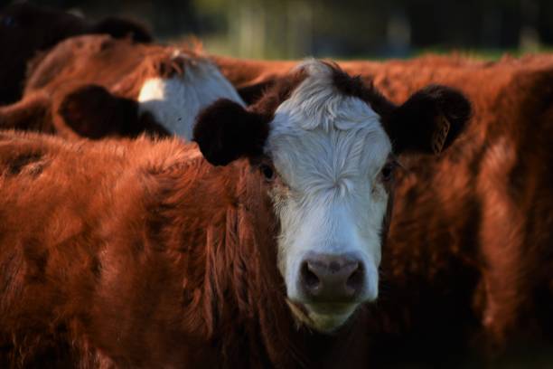 istock Brown and white cow looking at the cammera 1310688458