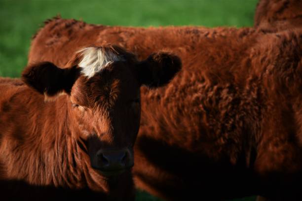 istock Brown cow looking at the cammera 1310688468