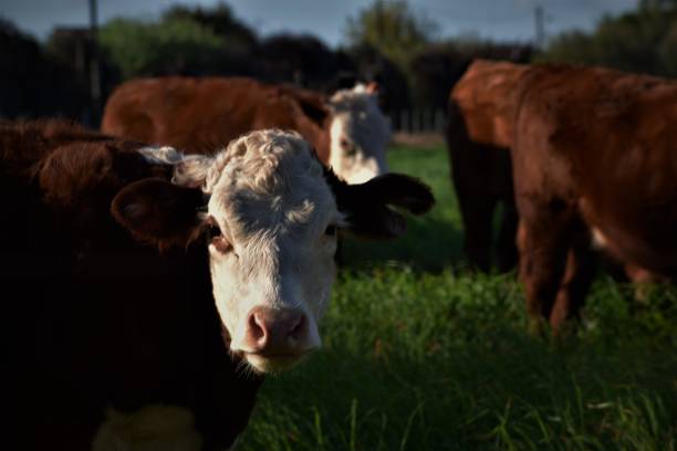 istock Brown and white cow looking at the cammera 1310688485