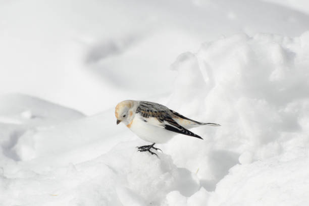 istock Snow Bunting Looking for Food 1310689319