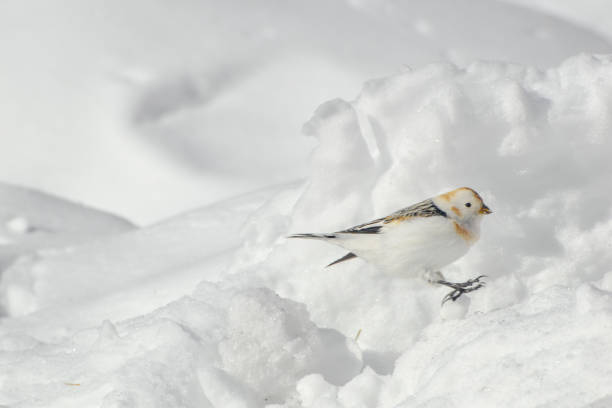 istock Snow Bunting in Interior Alaska 1310689327
