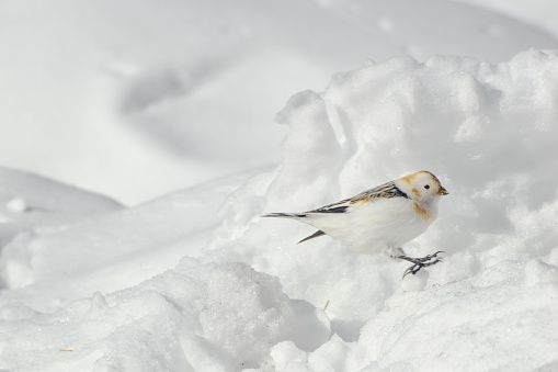The Snow Bunting is known to be a sign of the coming Spring in Interior Alaska. Locals get excited when the birds make their appearance. They represent the hope for warmer weather and melting snow.