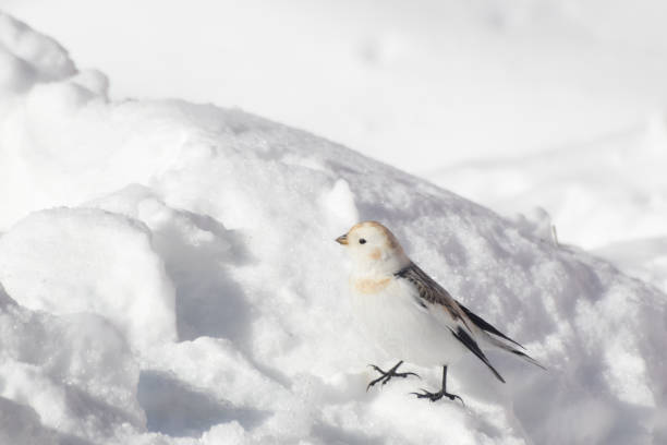 istock Snow Bunting in Interior Alaska 1310689334
