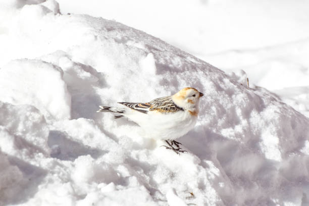 istock Snow Bunting in Interior Alaska 1310689335