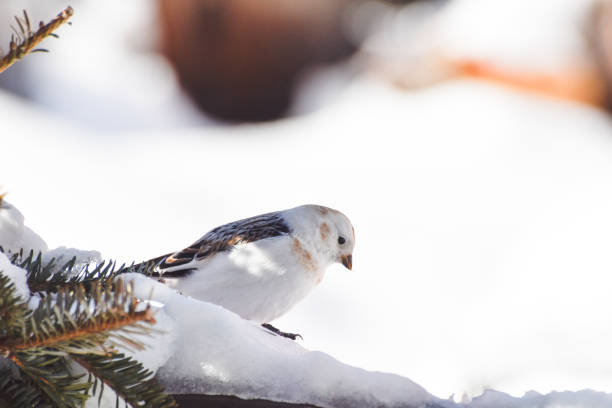 istock Snow Bunting in Interior Alaska 1310689343