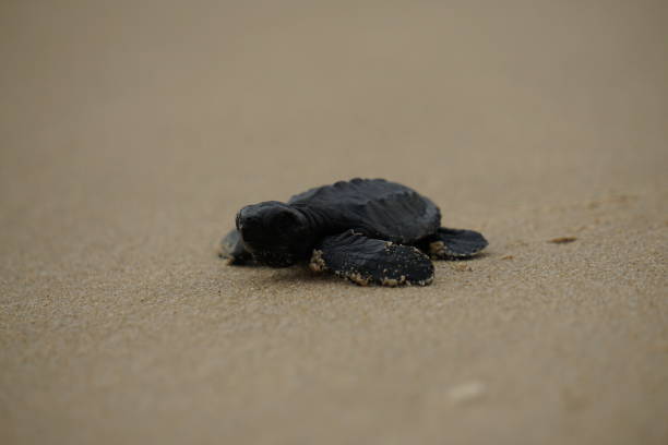 istock baby turtle stock photo 1310690827