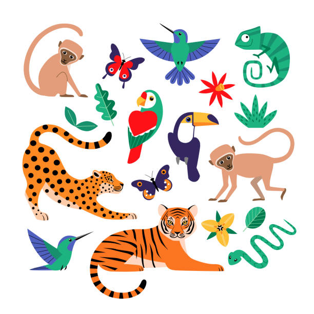 ilustrações, clipart, desenhos animados e ícones de animais da selva tropical, pássaros exóticos e borboletas. - snake tropical rainforest animal rainforest