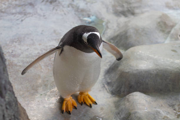 istock Black and white penguins at the zoo bask on the rocks 1310693538
