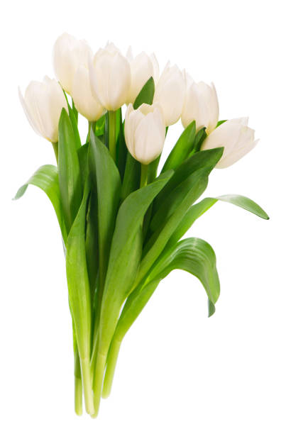 istock white tulips isolated on the white background 1310693779