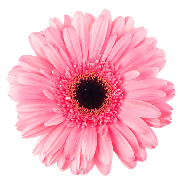istock pink gerbera flower isolated on white, flower background 1310693882