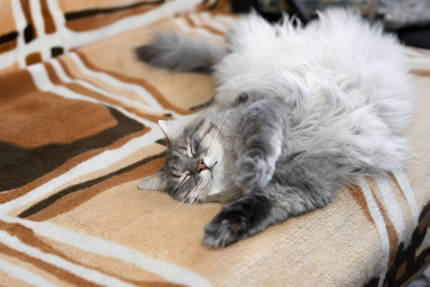 istock Fat gray cat sleeping on its back on the sofa indoors. Fluffy Siberian cat with a red nose stretches in a dream 1310694600