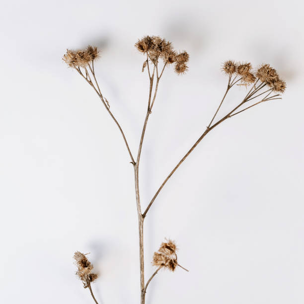 istock Dry field prickly flower. Wild plant on white background flat lay 1310694605