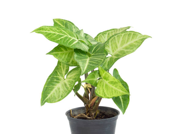 istock Fresh green arrowhead vine plant (Syngonium podophyllum) in black pot isolated on white background 1310694729