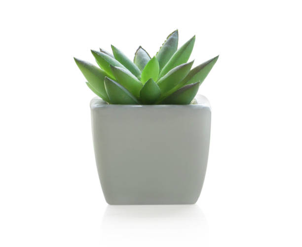 istock Green succulent cactus in pot isolated on white background, decoration concept 1310694733