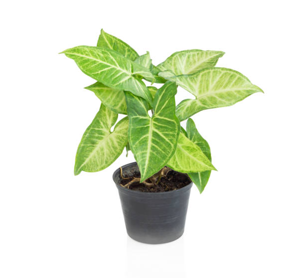 istock Fresh green arrowhead vine plant (Syngonium podophyllum) in black pot isolated on white background 1310694737