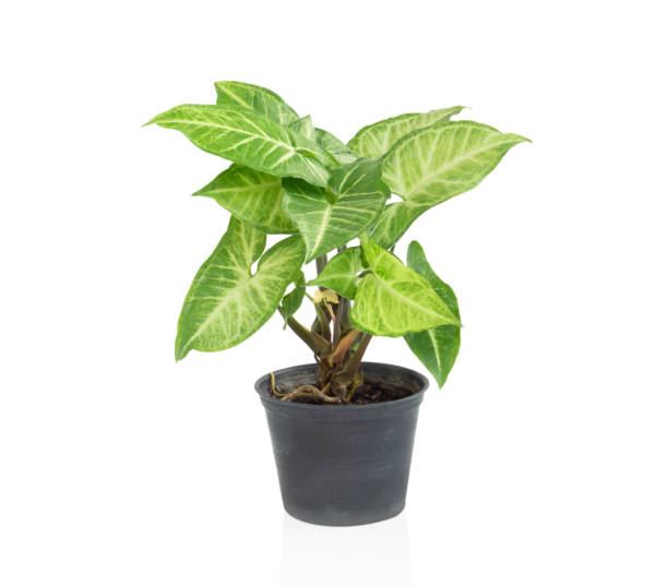 istock Fresh green arrowhead vine plant (Syngonium podophyllum) in black pot isolated on white background 1310694869