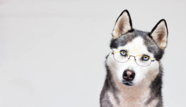 istock Siberian husky portrait in glasses on a grey background 1310698236