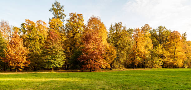 istock Autumn scenery with meadow, colorful trees and blue sky 1310699374