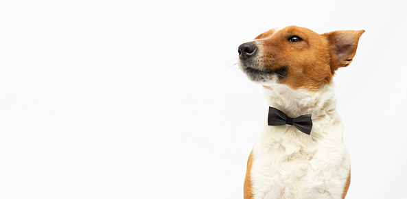 The collar is isolated on a white background